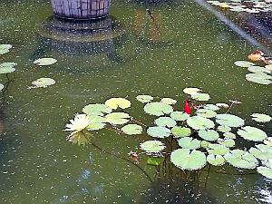 Kunming - Universite du Yunnan (8)